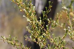 Dodonaea peduncularis