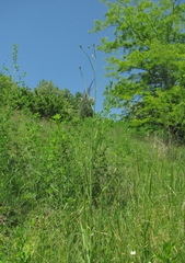 Crepis pulchra