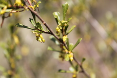 Dodonaea peduncularis