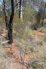 Dodonaea peduncularis
