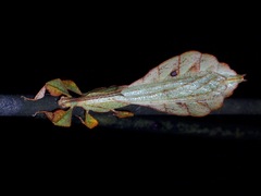 Pulchriphyllium mannani