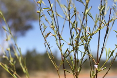 Hemigenia cuneifolia