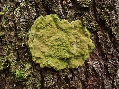 Coenogonium implexum