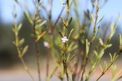 Hemigenia cuneifolia