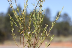Hemigenia cuneifolia