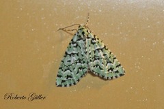 Danielaparra fragmentata