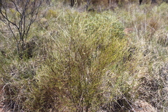 Hemigenia cuneifolia