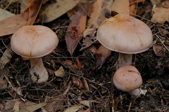 Phlegmacium lavendulense