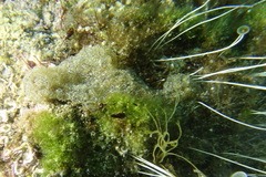 Aplidium caeruleum