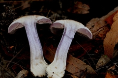 Phlegmacium lavendulense