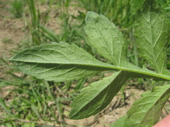 Cephalaria transsylvanica
