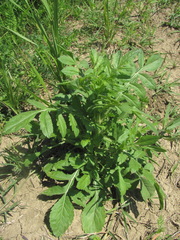 Cephalaria transsylvanica