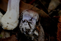 Phlegmacium lavendulense