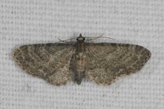 Eupithecia haworthiata