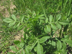 Cephalaria transsylvanica