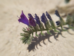Echium sabulicola