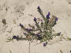 Echium sabulicola