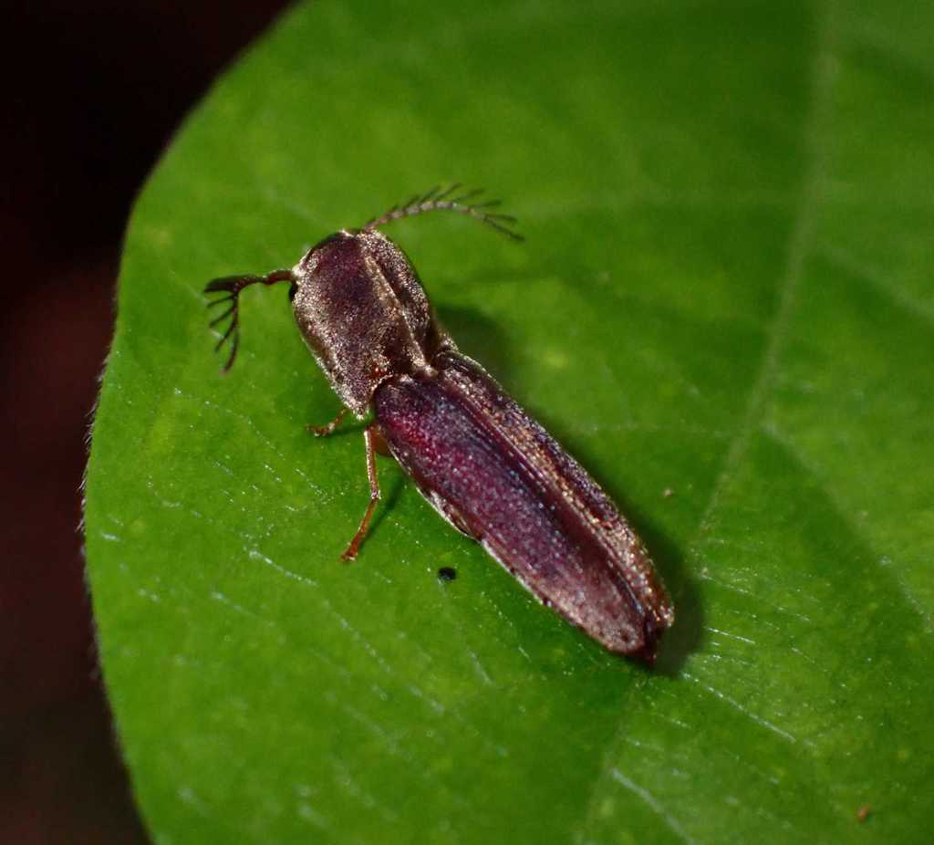 Diapodius