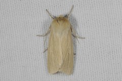Mythimna pallens
