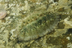 Acanthochitona fascicularis