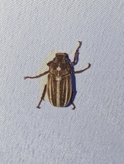 Polyphylla occidentalis