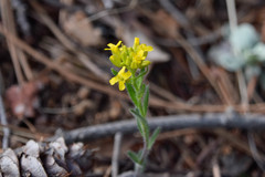Draba aurea