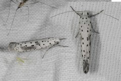 Yponomeuta irrorellus