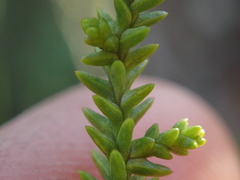 Lepidothamnus intermedius