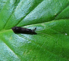 Mystacides sepulchralis