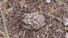 Sclerophrys mauritanica
