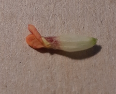 Anthyllis vulneraria vulneraria