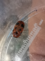Clytra atraphaxidis