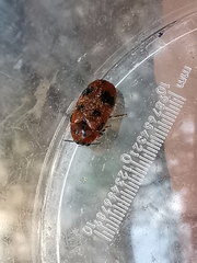 Clytra atraphaxidis