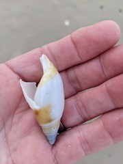 Ancillista velesiana