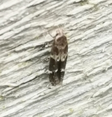 Mompha sturnipennella