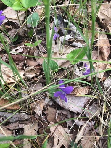 Image of Viola septentrionalis by no rights reserved