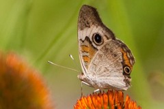 Junonia coenia coenia
