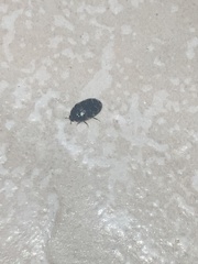 Anthrenus fuscus