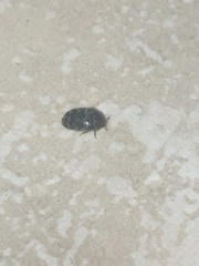 Anthrenus fuscus