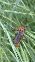 Cantharis rustica