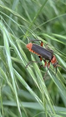Cantharis rustica