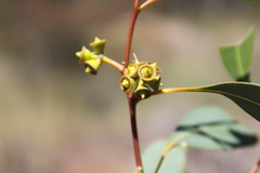 Eucalyptus chloroclada
