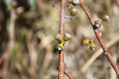 Eucalyptus chloroclada
