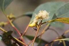 Eucalyptus chloroclada