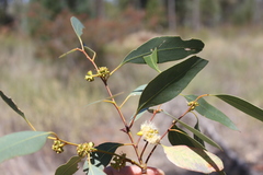 Eucalyptus chloroclada