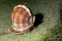 Semicassis undulata