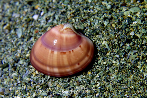 Callista chione (Linnaeus, 1758)