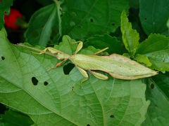 Phyllium bradleri