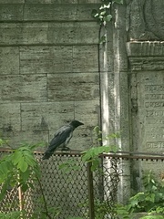 Corvus cornix