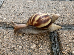 Lissachatina fulica